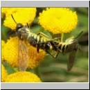 Tenthredo notha - Blattwespe 04.jpg